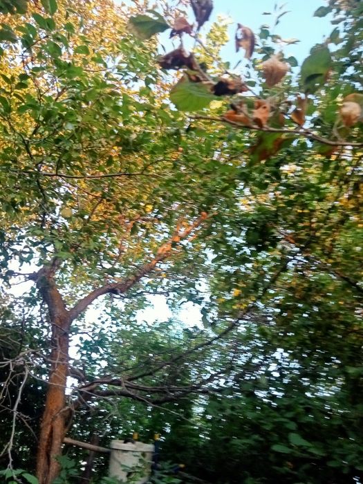 Продам дачу" Жемчужина"