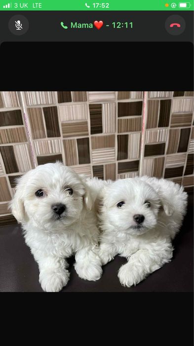 Ofer spre adoptie 2 bichoni