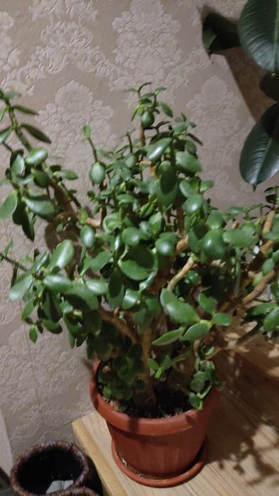 Продам комнатные цветы