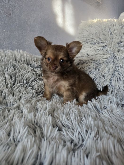 чихуа-хуа момченце