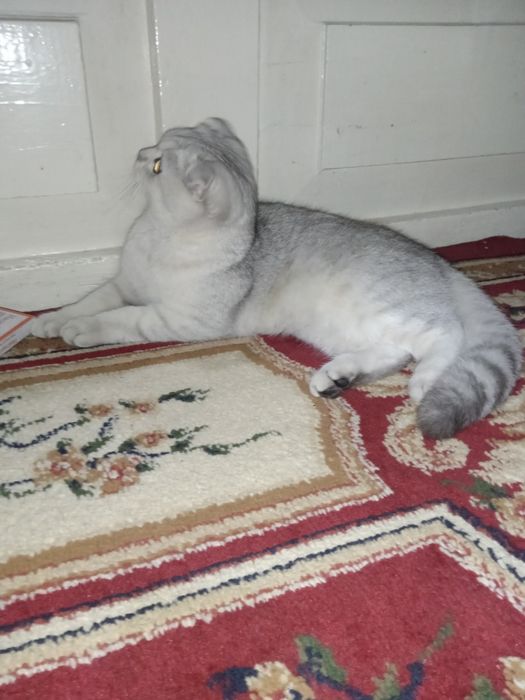 Scottish Fold Cat / Mushuk / Котик