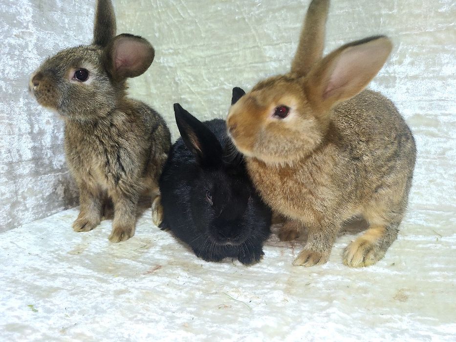 Quyon bolalari sotiladi