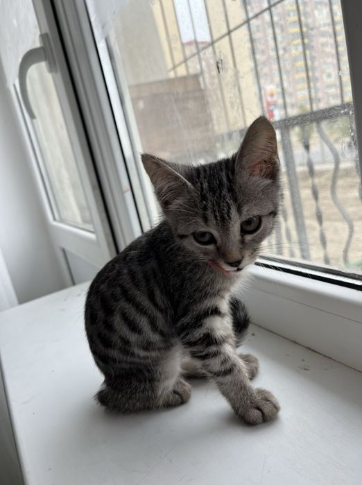 Котенок мальчик митис