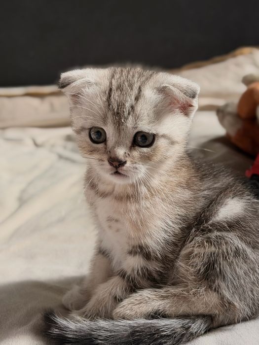 Котята Актобе скоттиш фолд