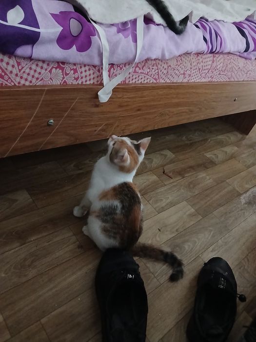 Отдам котят добрые руки