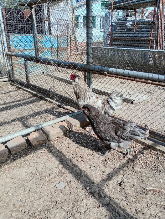 Oua Ameraucana BBS