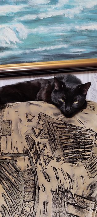 Котик в добрые руки !