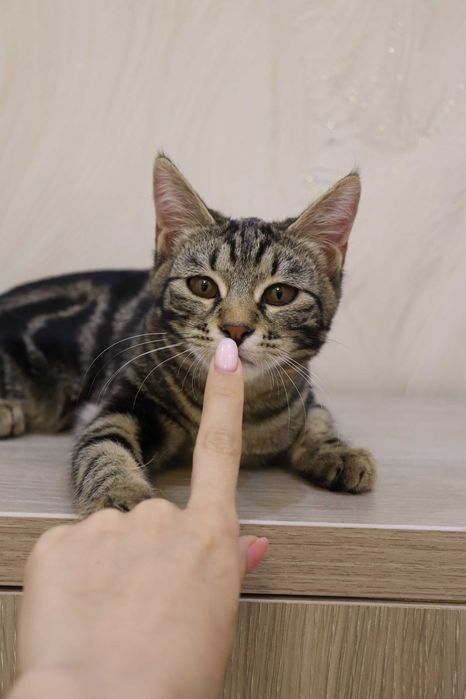 Девочки сестрички любящем хозяевам