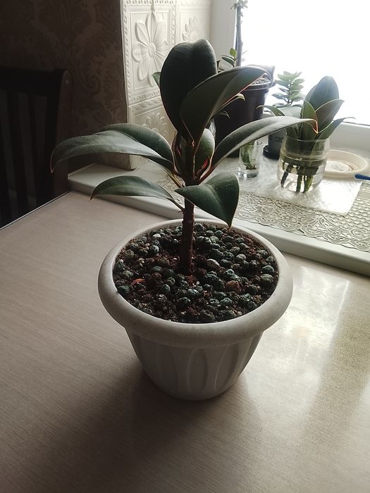 Фикус каучуконосный продам