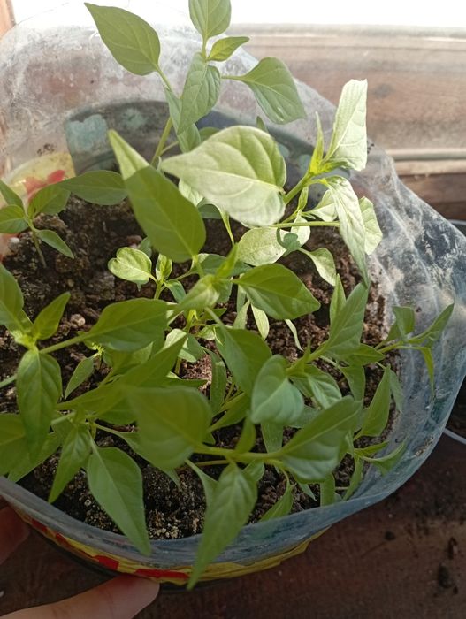 Пеларгония комнатные цветы