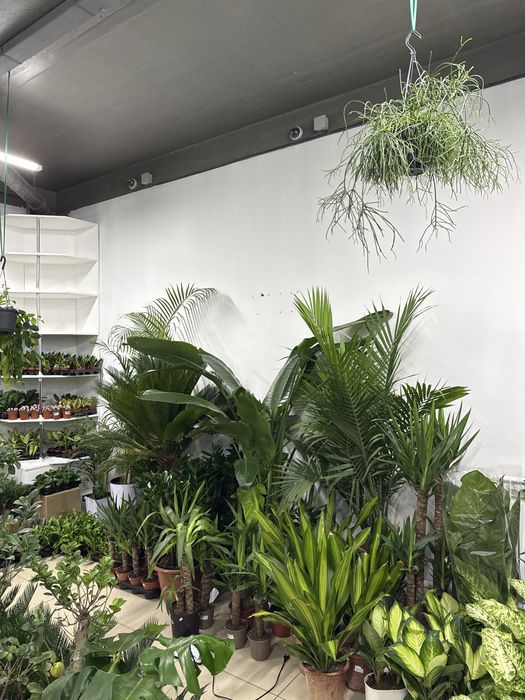 Цветы для дома и офиса