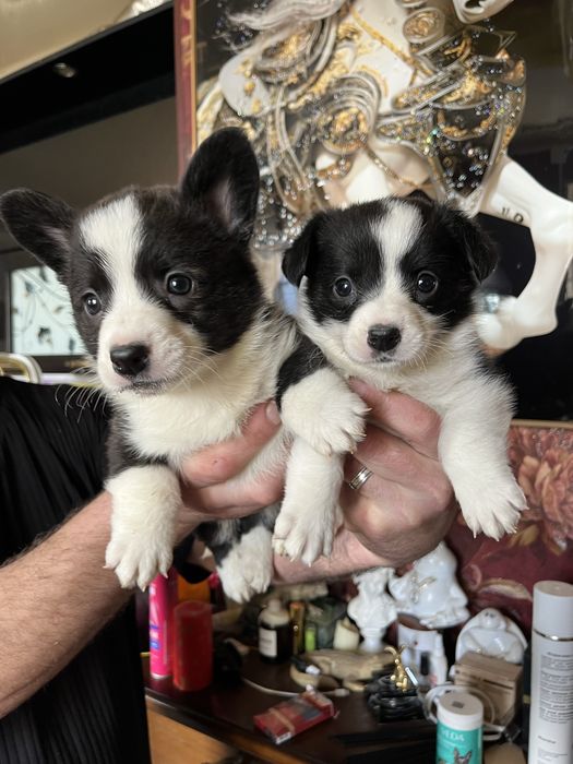 Щенки вельш корги кардиган