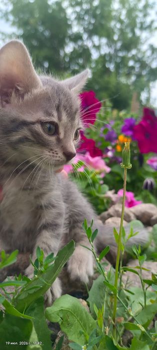 Котята   бесплатно