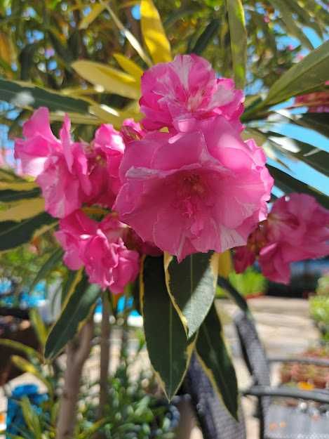 Зокум - различни цветове и големини закум, лян олеандър