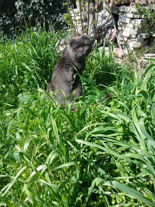 Продаётся кот 3 года опытный на вязку