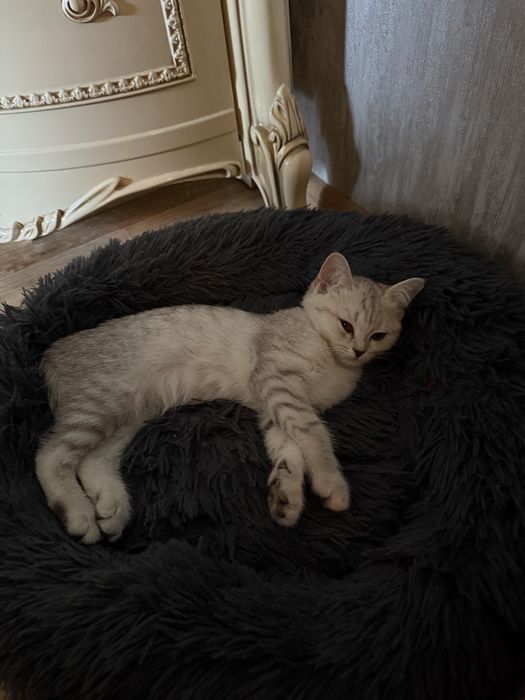 продается девочка скоттиш фолд 2мес