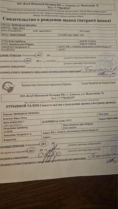 Немецкая овчарка щенок