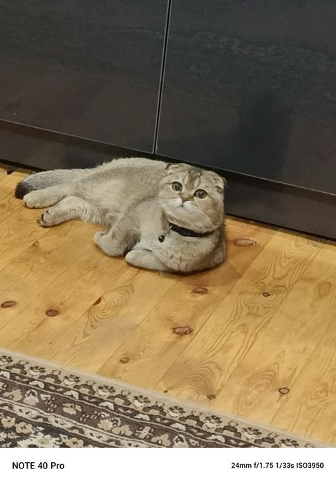 Продается  шатланский   катенок