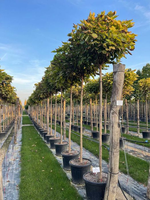 Catalpa  globular la comanda
