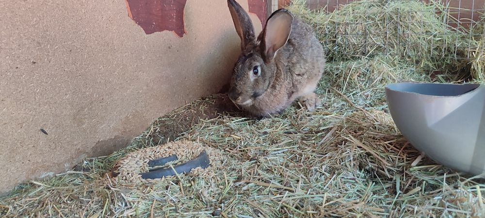 Хар хил турдаги ва рангдаги куйонлар бор, келиштириб берилади