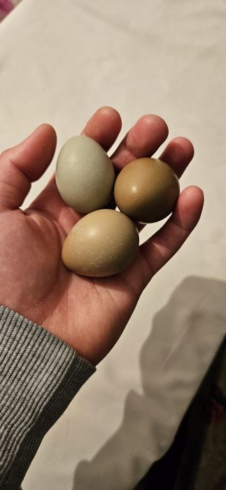 Vând oua fazan comun