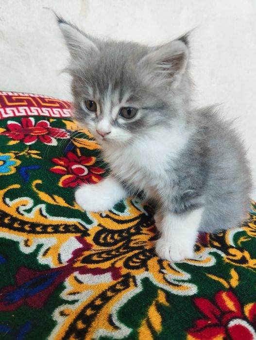 сотилад эркак 1мил