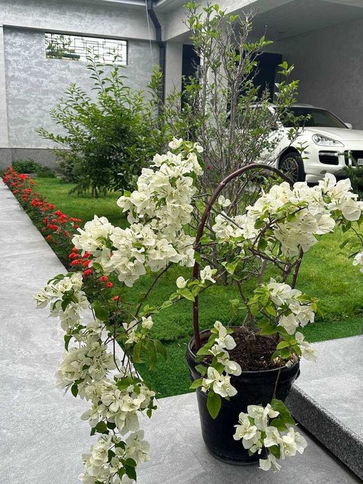 R1! Сдаётся Участок в Ракат Махалле Можно Под Офис!