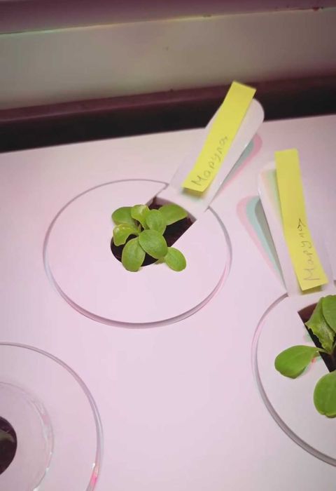 Смарт градинка Click&Grow