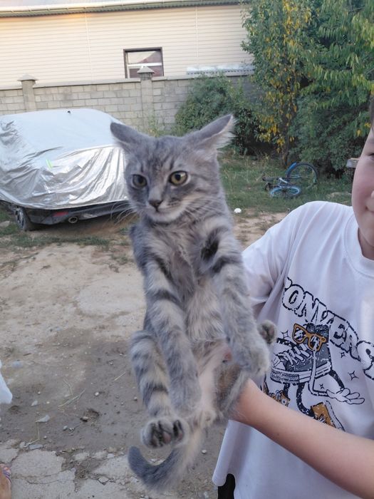 Уйдің мысығы бар