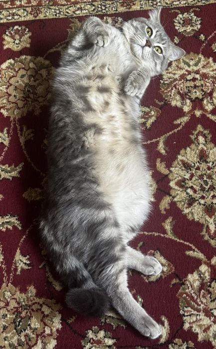 Кому нужен кот на вязку.Очень Добрый,красивый