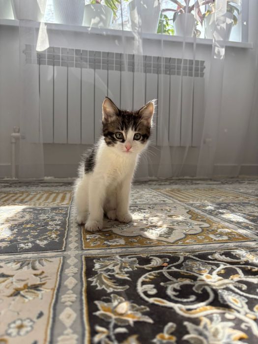 Отдам в хорошие руки