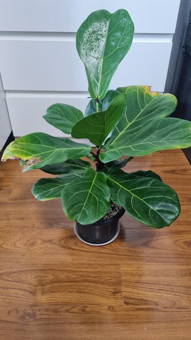 Фикус Лирата продам