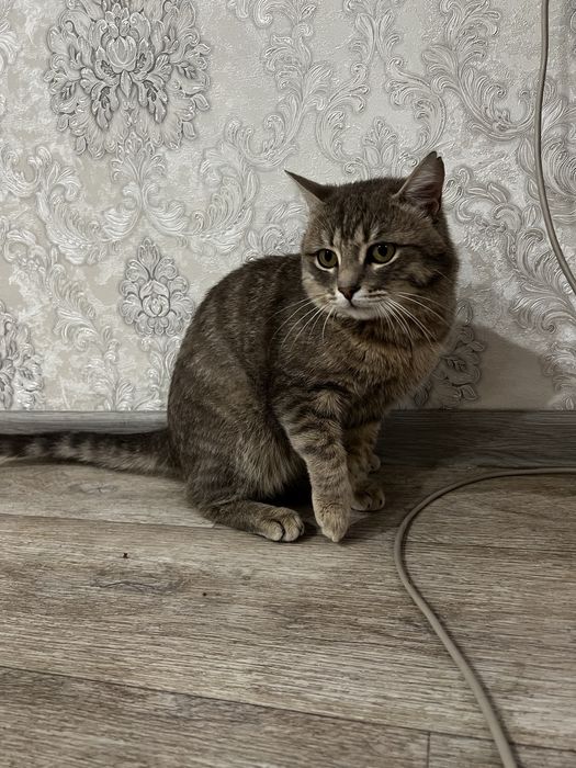 Отдам кота 1 годик