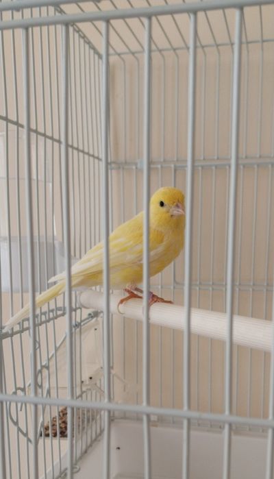 Продаётся Канарейка