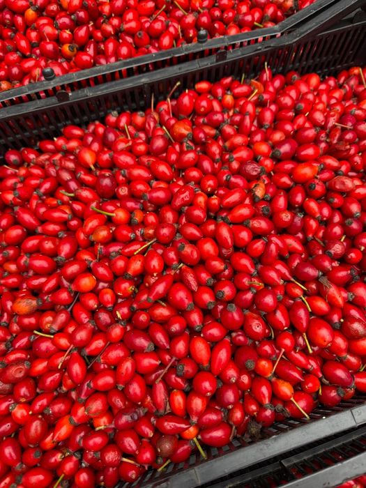 Прясна диворастяща шипка-реколта 2025г.