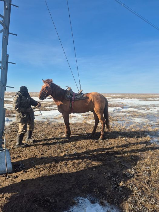 мінгі аттар сатылады