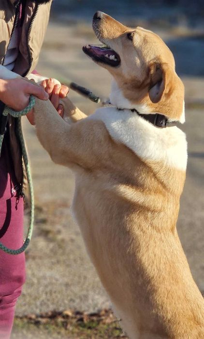 Търси се дом за Бела