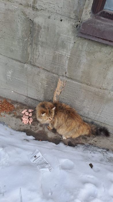 Кошечка на передержку