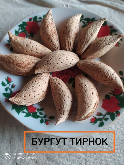 БОДОМ КУЧАТЛАРИНИ 9 хил сорти бор сортига падвойига кафолат берамиз