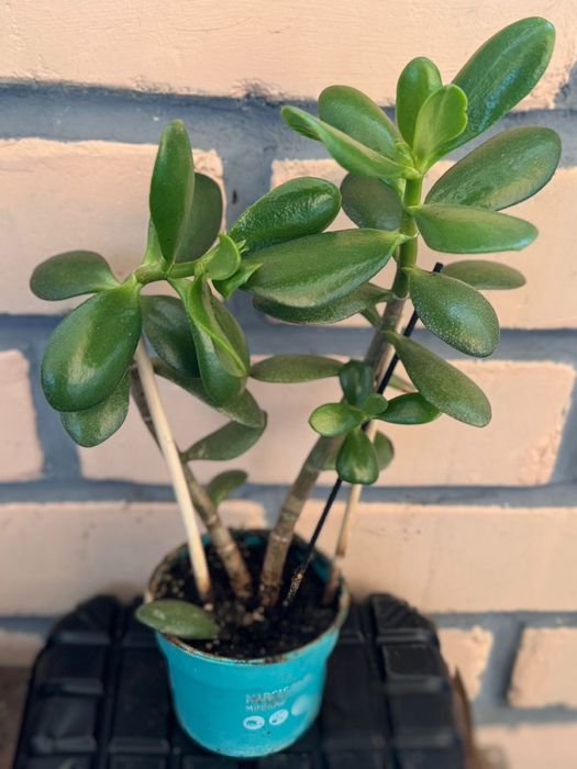 Комнатные цветы в ассортименте