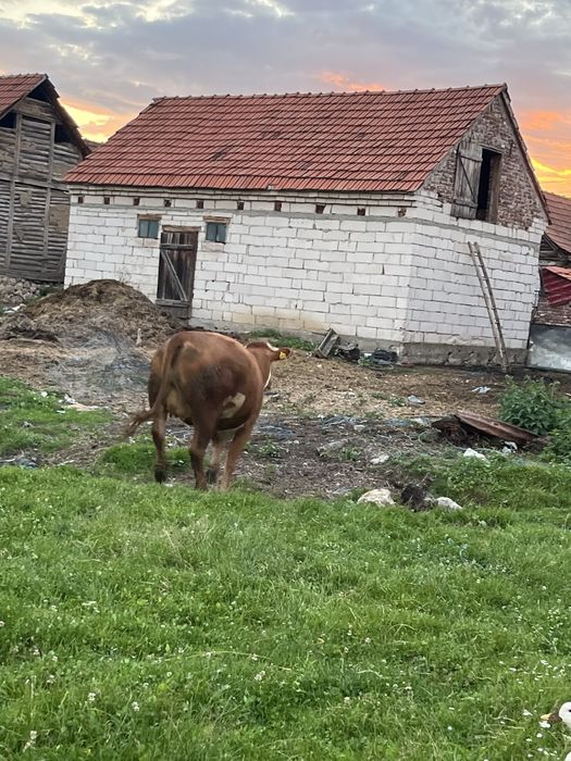 Vand vaca cu vitel langa ea