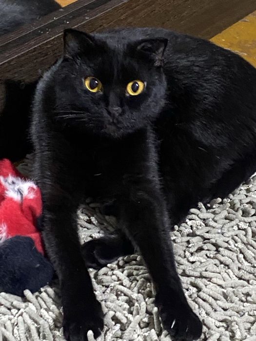 Кошка даром в добрые руки