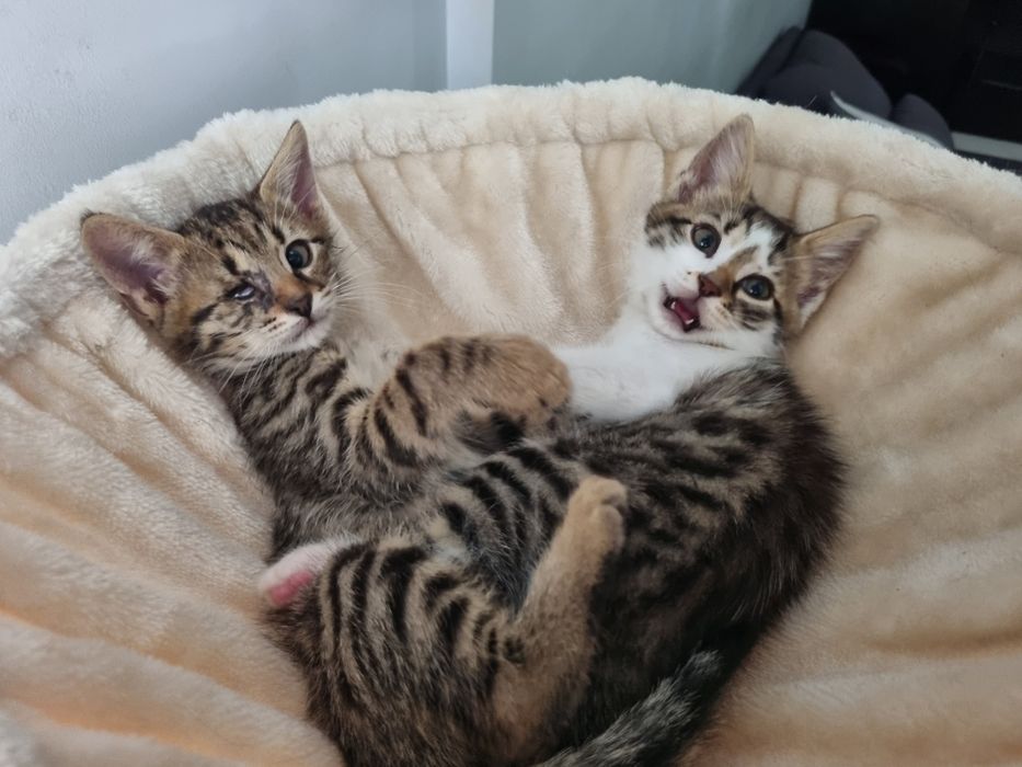 Подарявам малки котета!