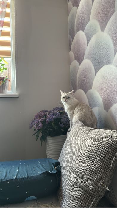 Чистая Британка кошка