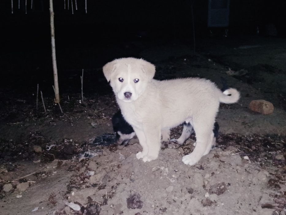 Чупон ити  угил бола