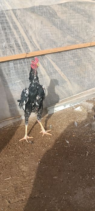 О шамо шөже сатылады