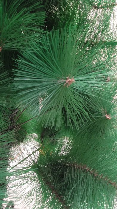 Ёлка. Арча сотилади