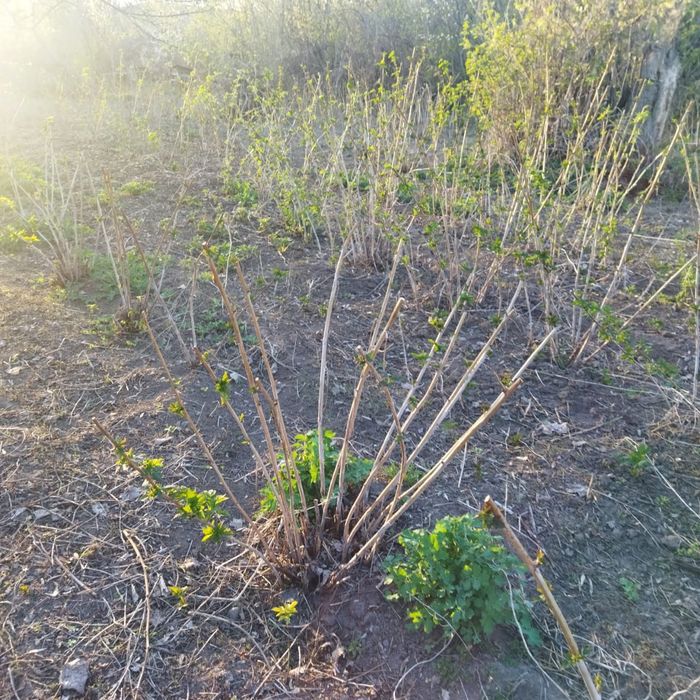 Малина ремонтантная