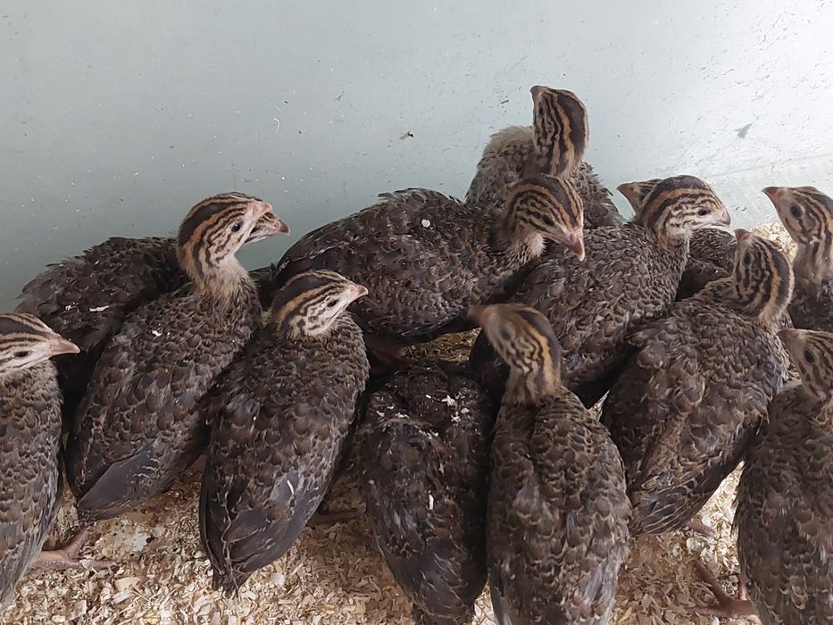 Curci de  țară și  bibilici