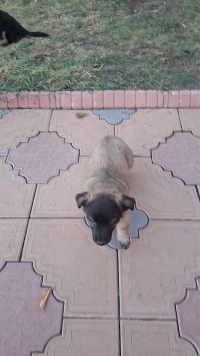 Бесплатно отдам щенят